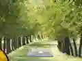 Pair of Cat Escape – kostenloses Online-Spiel