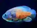 Tiger Fish Jigsaw – kostenloses Online-Spiel