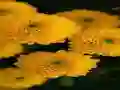 Chrysanthemums Jigsaw – kostenloses Online-Spiel
