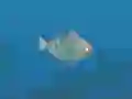 Fish Companions – kostenloses Online-Spiel