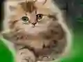 Couple Kitten Escape – kostenloses Online-Spiel