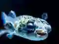 Puffer Fish Jigsaw – kostenloses Online-Spiel