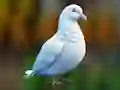 Realistic Pigeon Rescue – kostenloses Online-Spiel