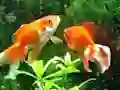 Blue Fish Escape – kostenloses Online-Spiel