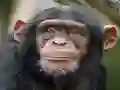 Chimpanzee Jigsaw – kostenloses Online-Spiel
