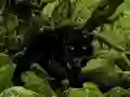 Escape from Black Panther Forest – kostenloses Online-Spiel