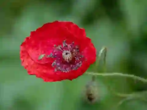 Poppy Nature Flower Jigsaw – kostenloses Online-Spiel