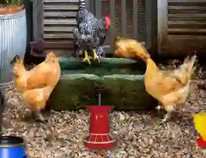 Poultry Farm Easter Escape – kostenloses Online-Spiel