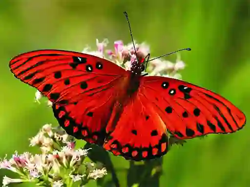 Nature Jigsaw Puzzle Butterfly – kostenloses Online-Spiel