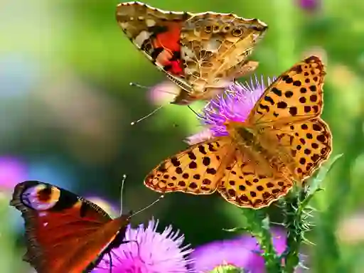 Butterfly Slide – kostenloses Online-Spiel