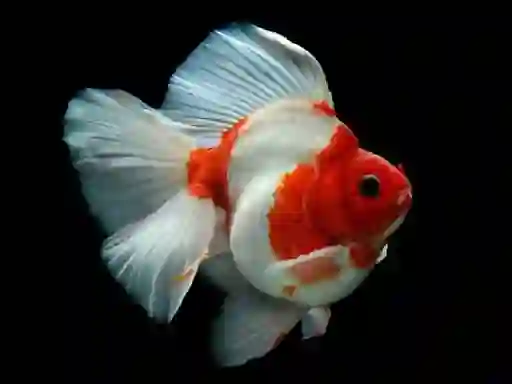 Gold Fish Jigsaw Puzzle – kostenloses Online-Spiel