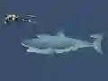 Mad Shark – kostenloses Online-Spiel