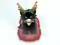 Pet Sledding – kostenloses Online-Spiel