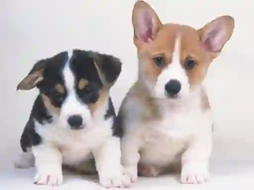 Cute Puppies Puzzle – kostenloses Online-Spiel