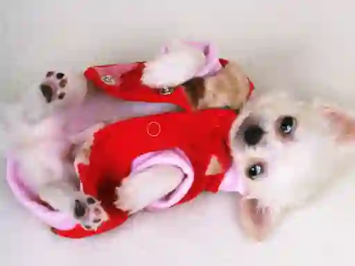 Lovely Puppy Slide – kostenloses Online-Spiel