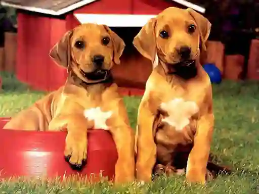 Puppy Pairs Puzzle – kostenloses Online-Spiel