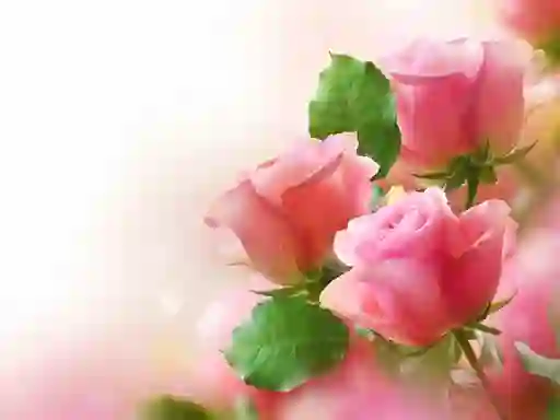 Pink Roses – kostenloses Online-Spiel