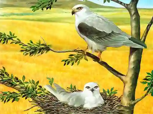 Birds Of Prey Puzzle – kostenloses Online-Spiel