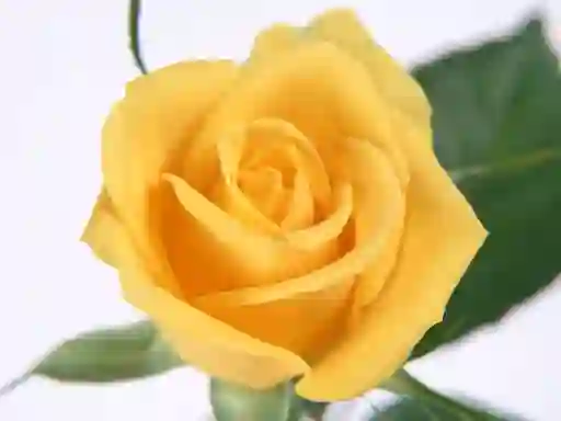 Yellow Roses – kostenloses Online-Spiel