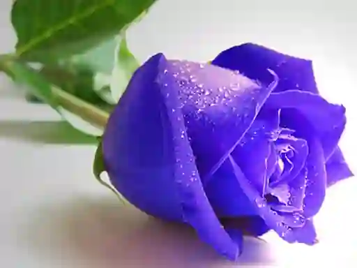 Blue Roses – kostenloses Online-Spiel