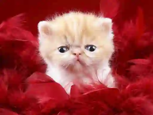 Funny Kitty – kostenloses Online-Spiel