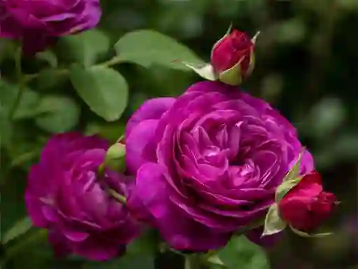 Purple Roses – kostenloses Online-Spiel