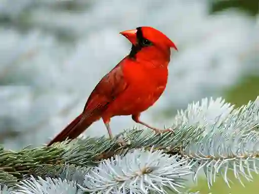 Birds Puzzle – kostenloses Online-Spiel