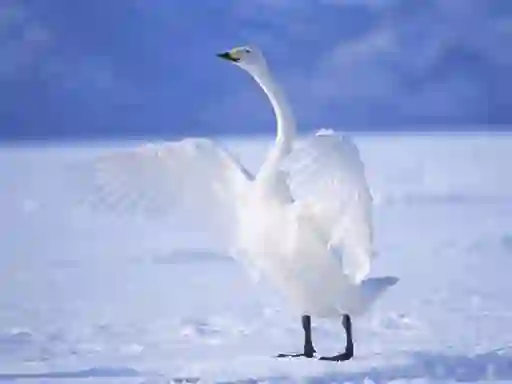 Graceful Swans – kostenloses Online-Spiel