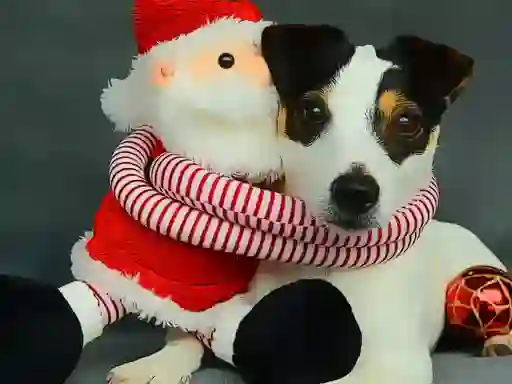 Funny Christmas Dogs – kostenloses Online-Spiel