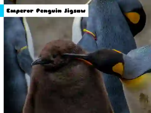 Emperor Penguin Jigsaw – kostenloses Online-Spiel