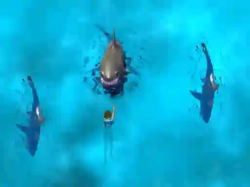 Avoid the Sharks – kostenloses Online-Spiel