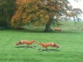 Spiel Gejagter Fuchs  Online