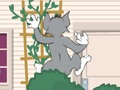 Spiel Tom und Jerry: Wasserbben Wahnsiinn Online