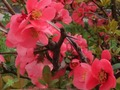 Spiel Frühlingsblumen: versteckte Objekte  Online