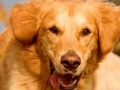 Spiel Hund Spot Der Unterschied  Online