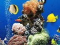 Spiel Meer-Unterwasser-Unterschied  Online