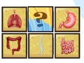 Spiel Menschlicher Organscanner  Online