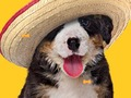 Spiel Lustiger Hund: Versteckte Knochen  Online