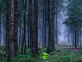 Spiel Mystischer Sonnenuntergang im Wald  Online