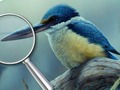 Spiel Vögel 5 Unterschiede  Online