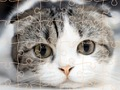 Spiel Katzen Puzzle Zeit  Online
