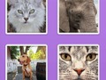 Spiel Picture Slider Tiere  Online