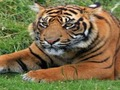 Spiel ZOO Wissenswertes  Online
