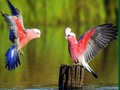 Spiel Vögel Puzzle  Online