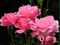 Spiel Rosa Rosen  Online