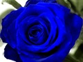 Spiel Blaue Rosen  Online