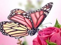 Spiel Schmetterlingspuzzle  Online