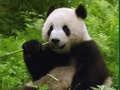 Spiel Pandas Puzzle Online
