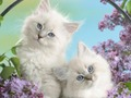 Spiel Lustige Katze  Online