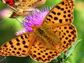 Spiel Schmetterlingsrutsche  Online